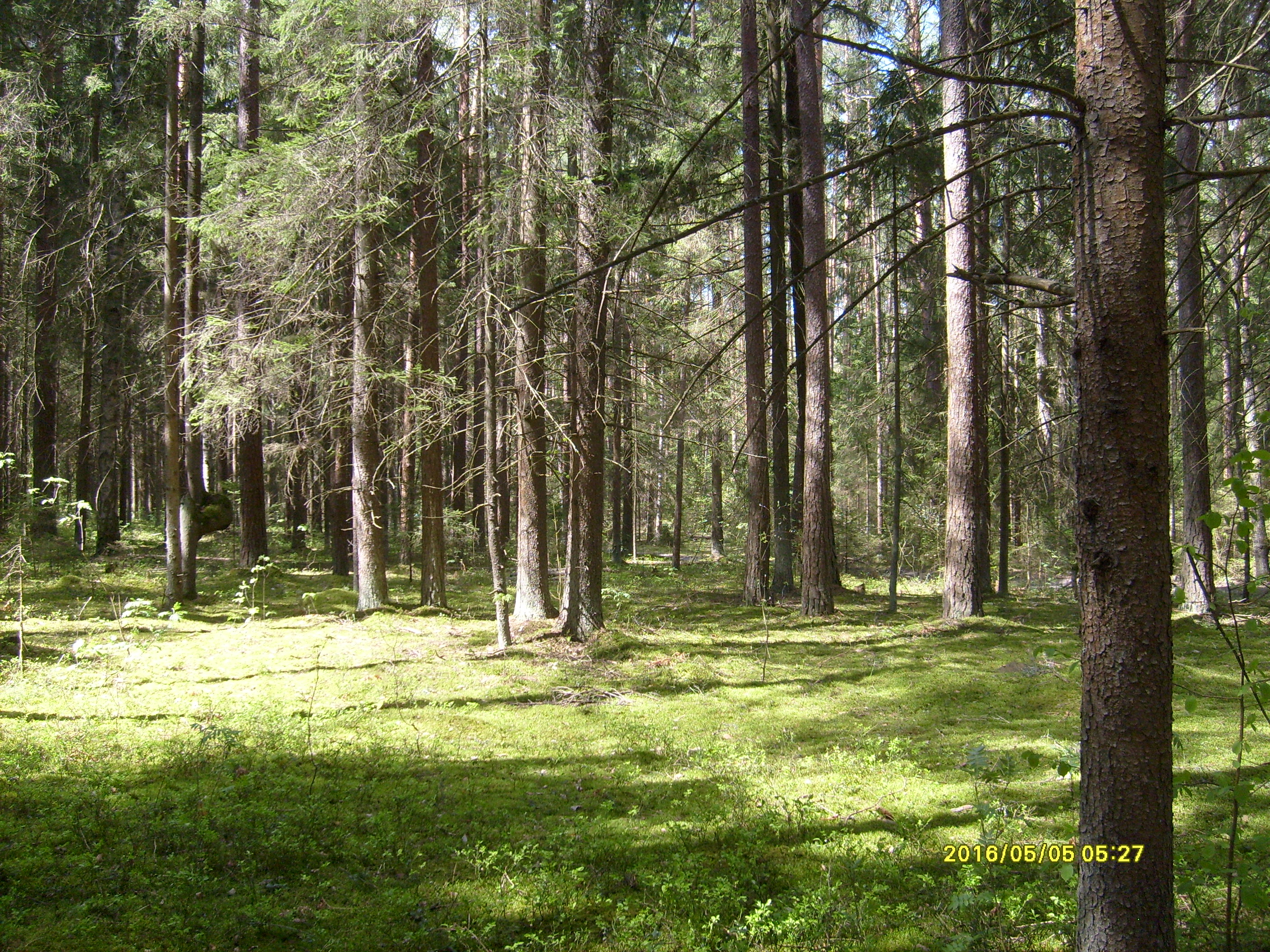 Брянский лес песня