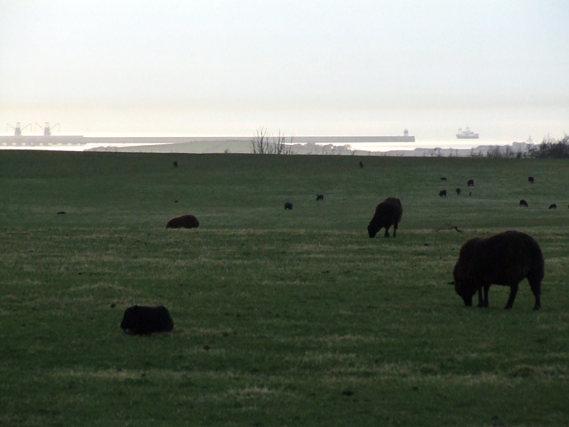 File:A field full of grazing black sheep - geograph.org.uk - 153131.jpg