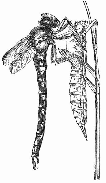 File:Aeshna cyanea01.png