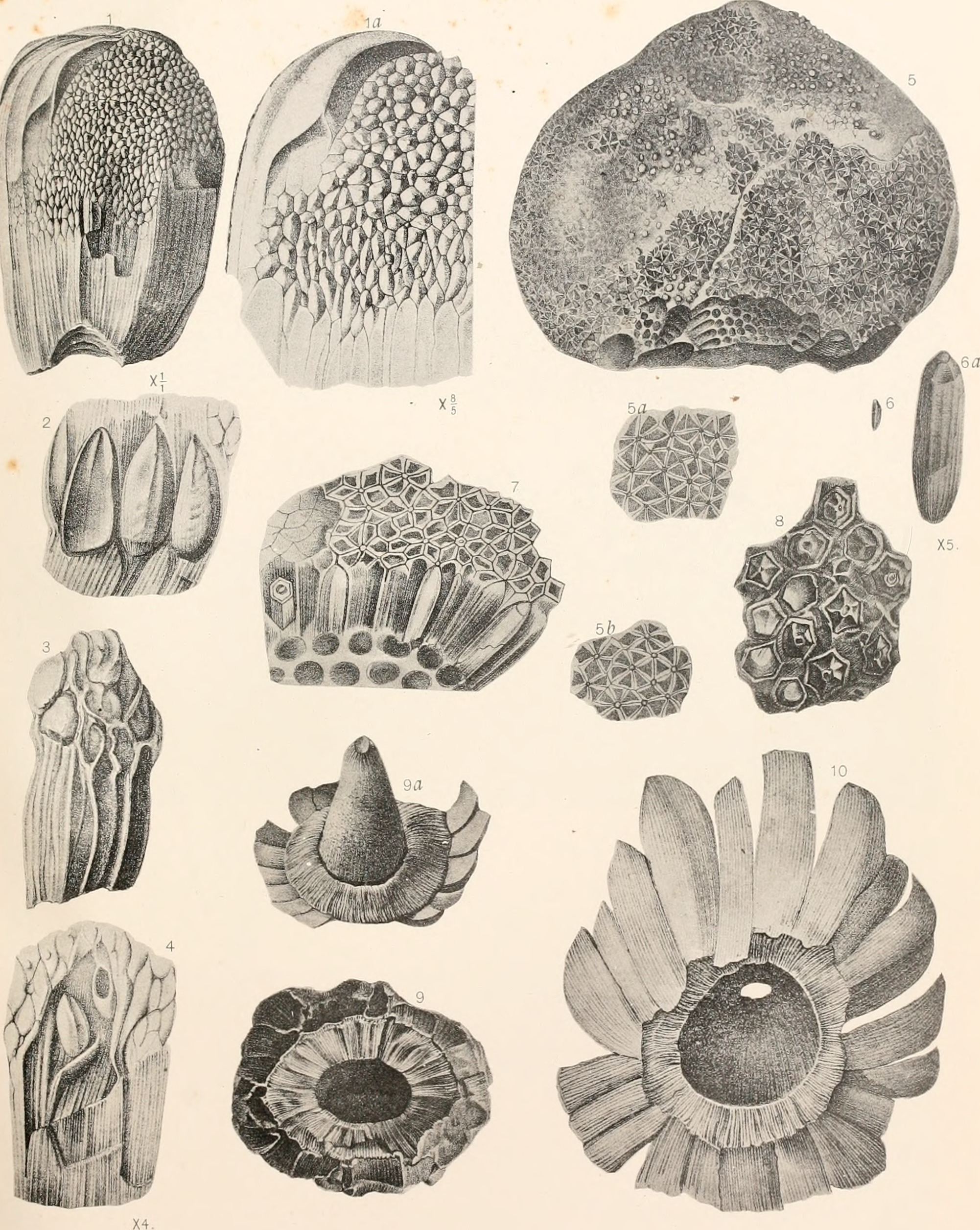 cycad fossil