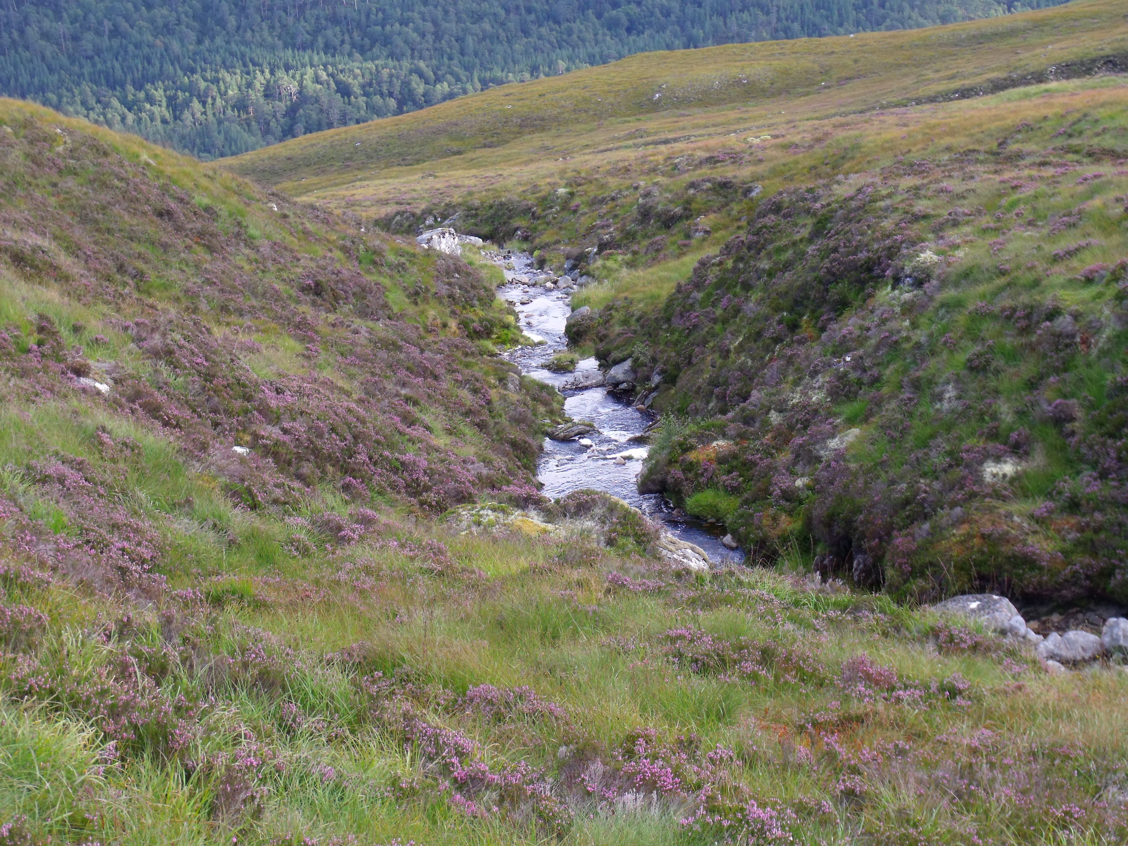 An Cam-allt above Glen Affric - geograph.org.uk - 3123510