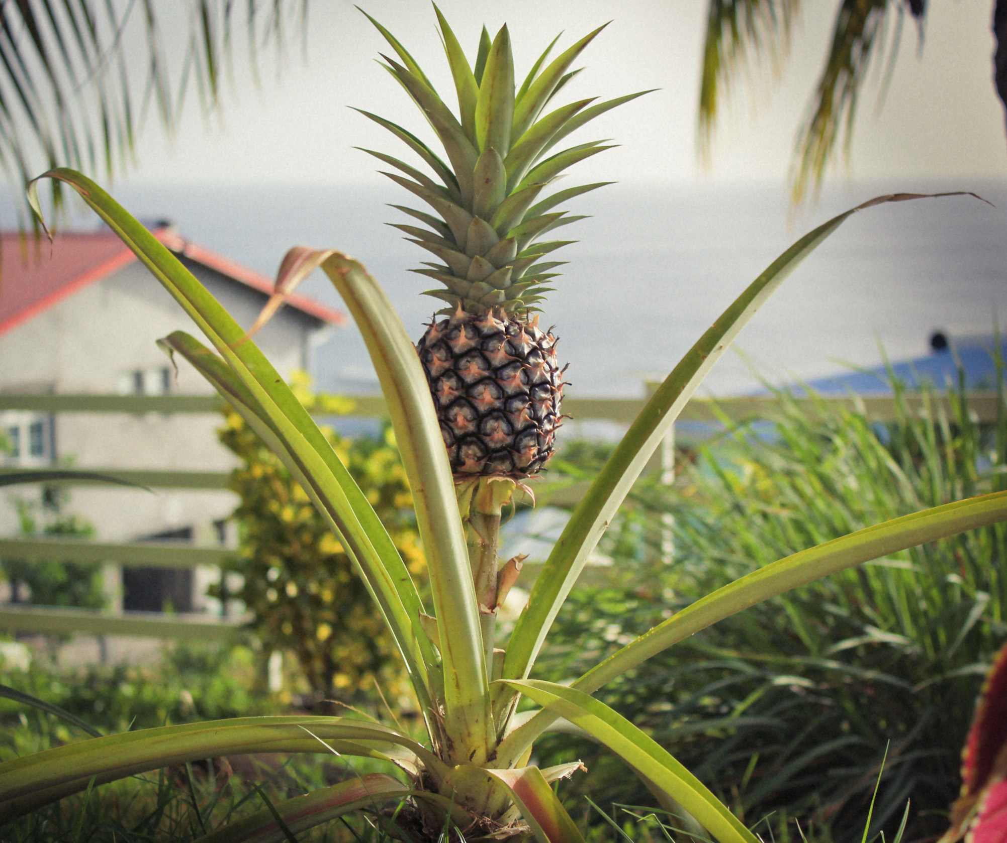 Fichier:Ananas jardin Martinique.jpg \u2014 Wikip\u00e9dia