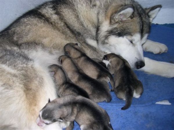 File:Austrian-Wolf Bitch with puppys.jpg