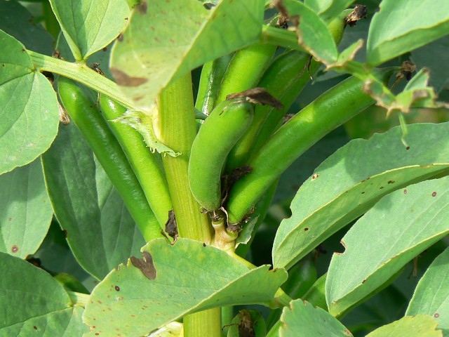 File:Broad beans, near Draycot Foliat - geograph.org.uk - 859445.jpg