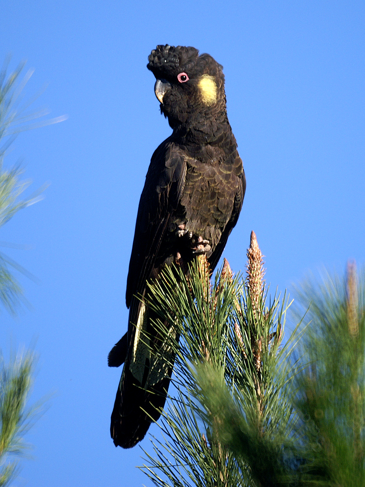 Yellow-tailed black cockatoo image