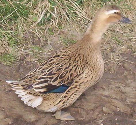 Rouen duck - Wikipedia