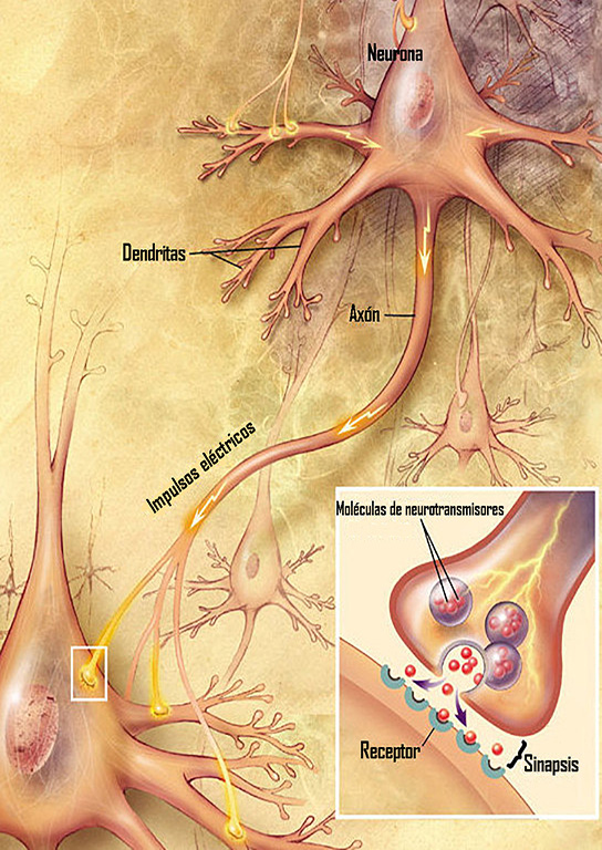 Sistema nervioso - Wikipedia, la enciclopedia libre