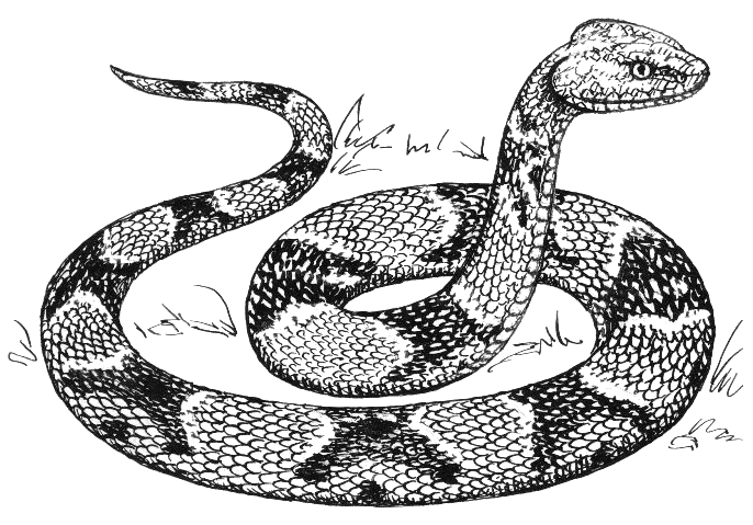 File:Copperhead (PSF).png