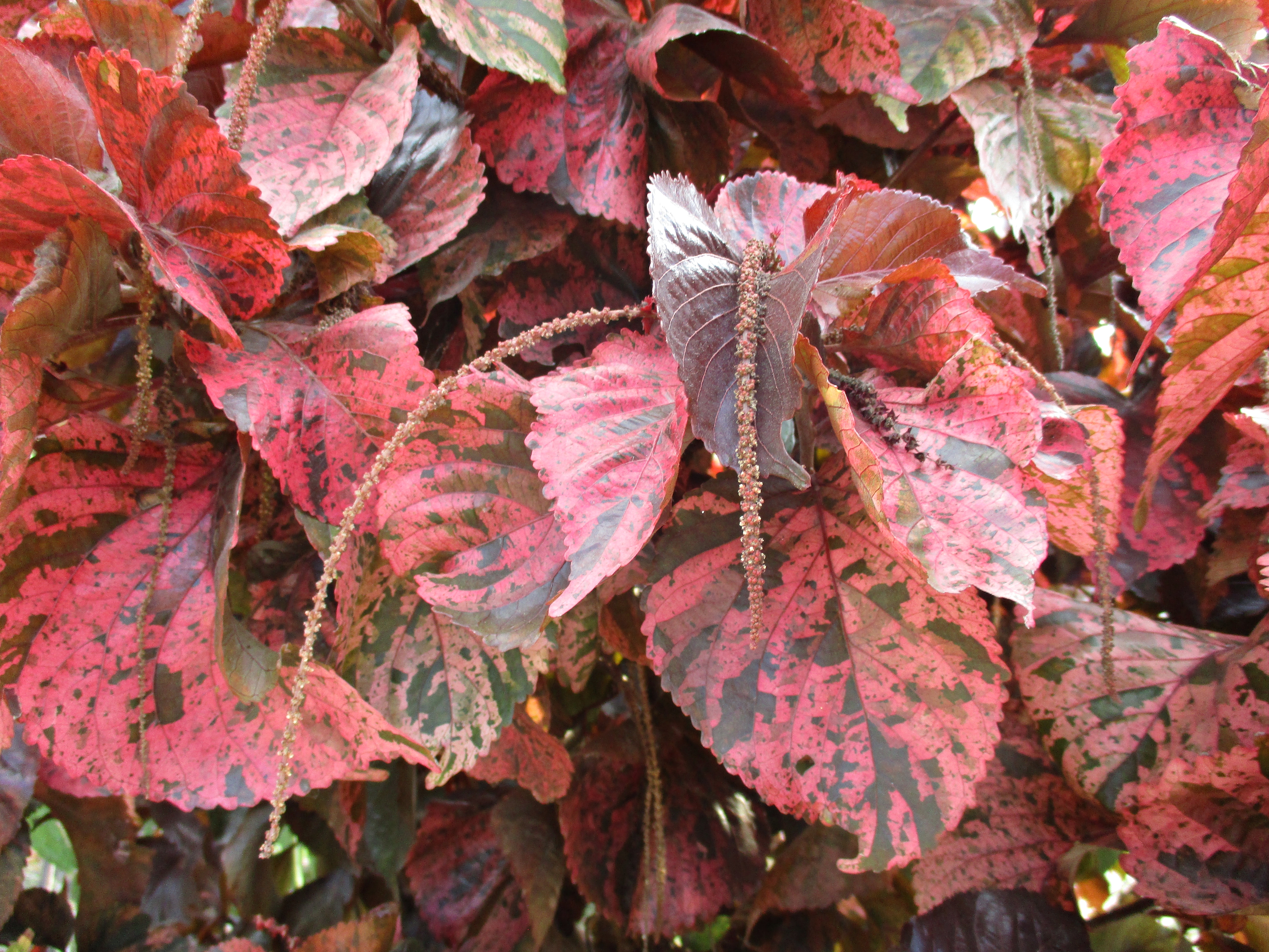 acalypha wilkesiana