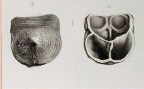 <i>Craniscus</i> Genus of brachiopods