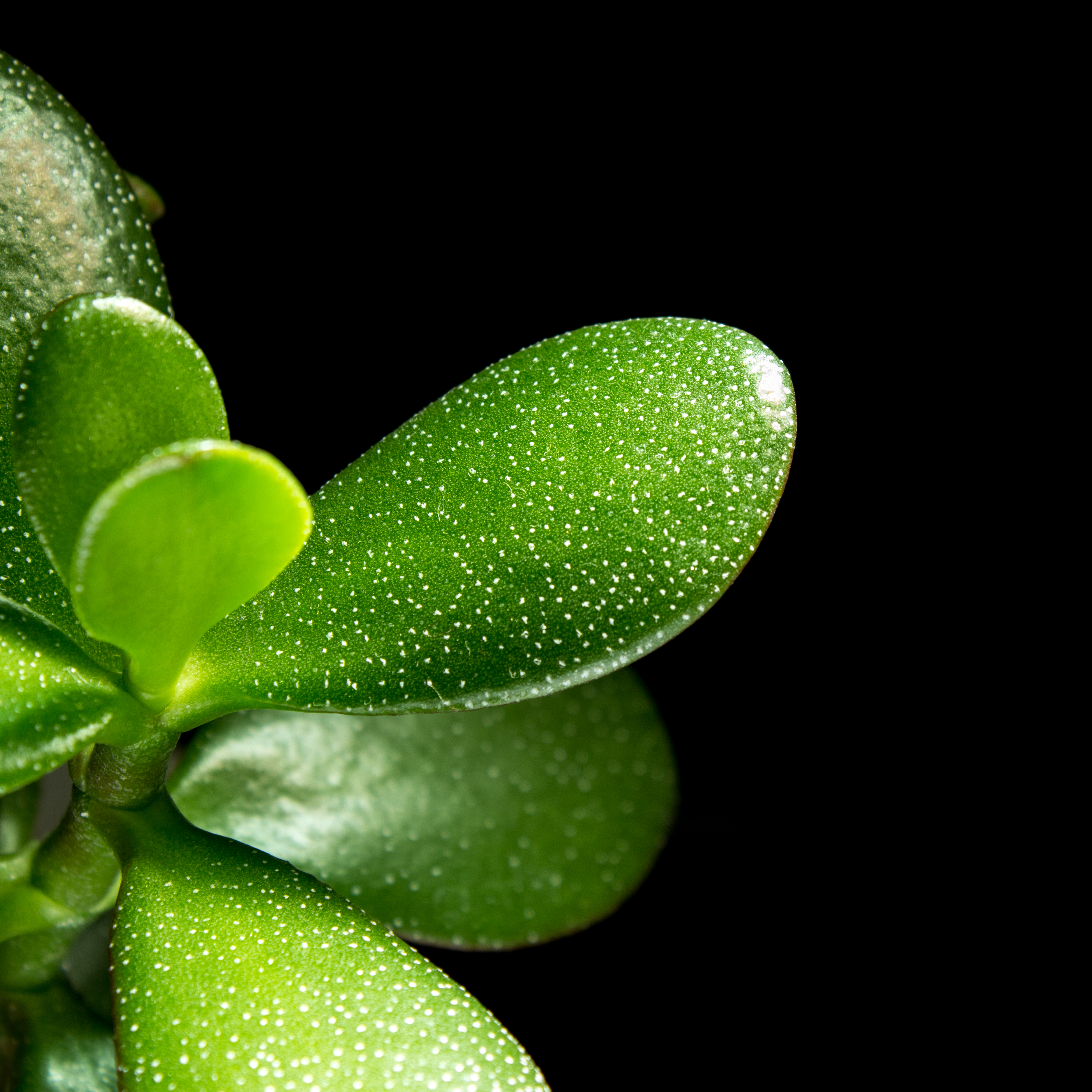 File:Crassula ovata white spots on leaves.jpg - Wikimedia Commons