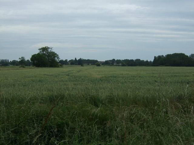 File:Crop field off West Dereham Road - geograph.org.uk - 4554437.jpg