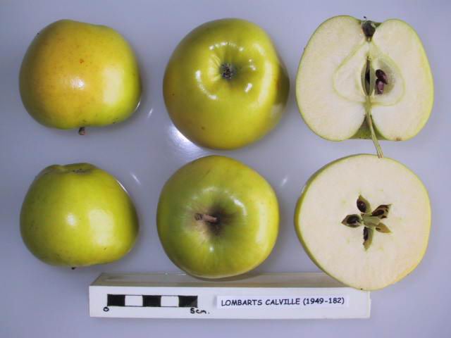 File:Cross section of Lombarts Calville, National Fruit Collection (acc. 1949-182).jpg