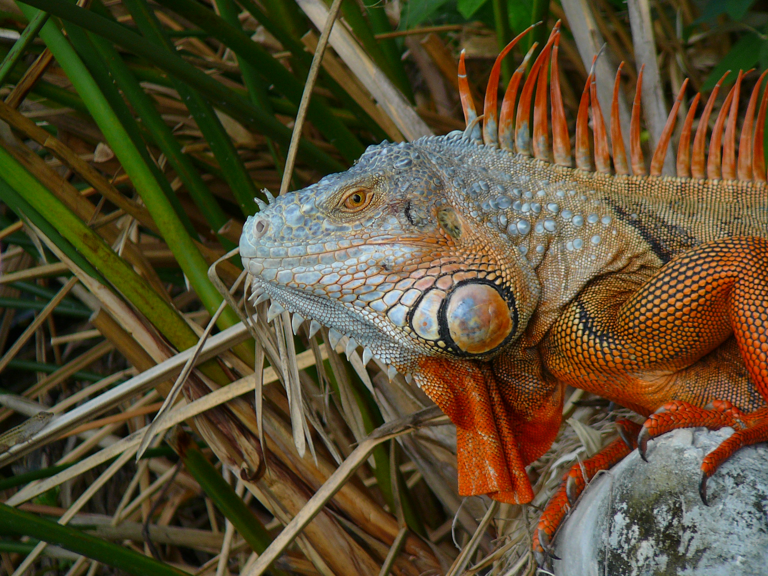 iguana cuban