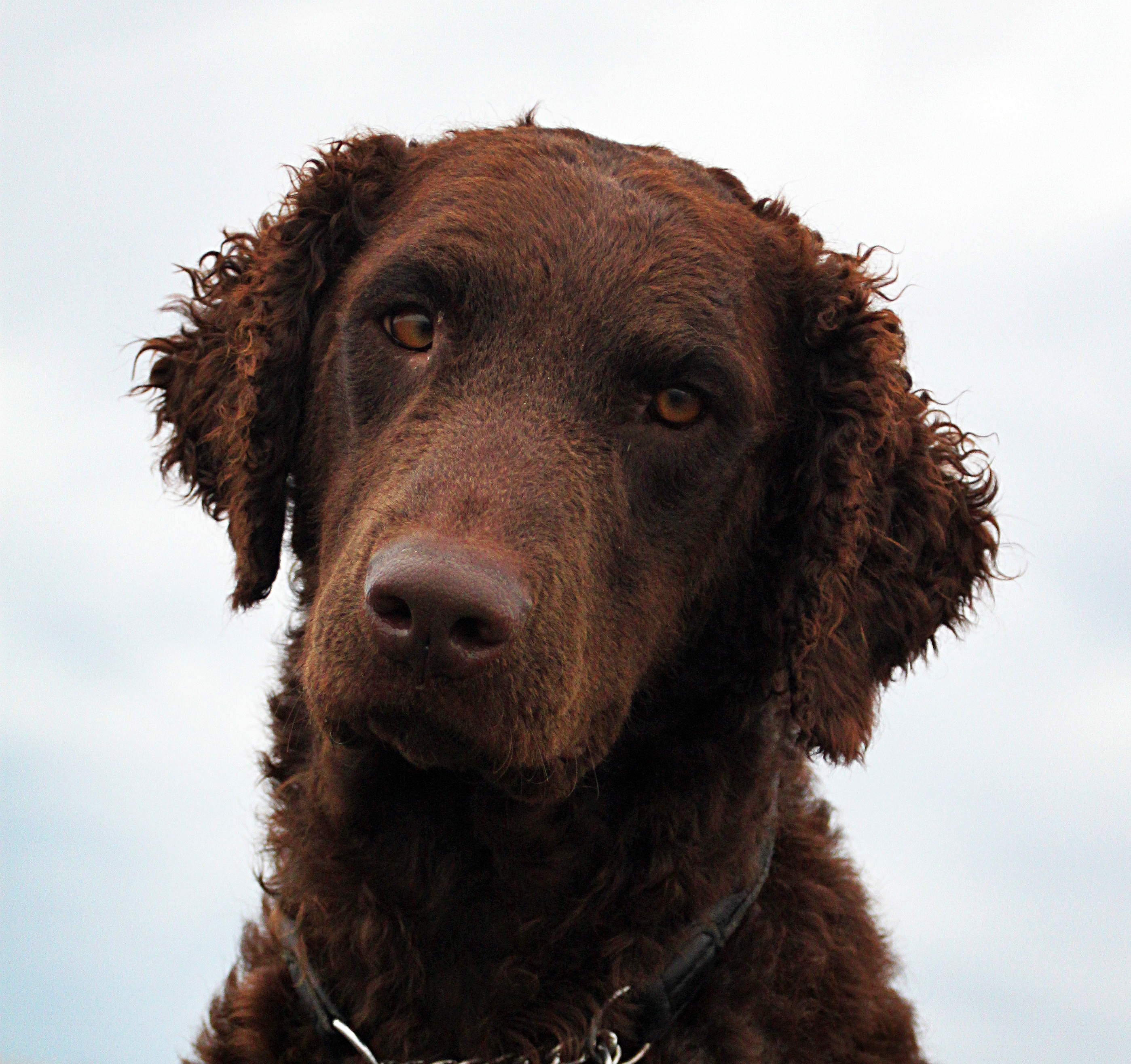 curly coated retriever