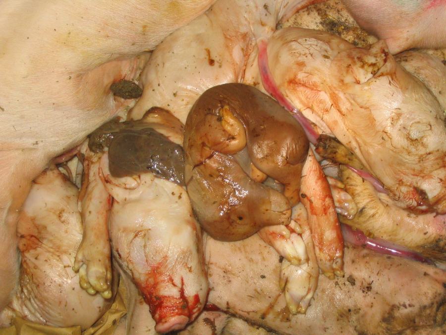 Dead-pig-fetuses.jpg