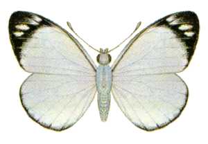 <i>Delias nigrina</i> Species of butterfly