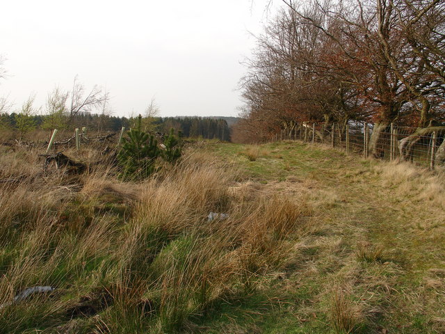 File:Drumclair Wood - geograph.org.uk - 402307.jpg