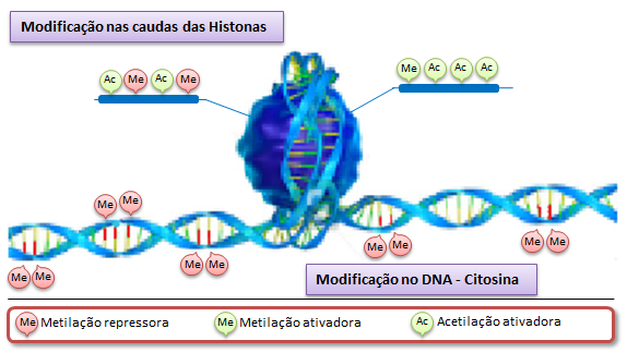 Epigenetics modifications