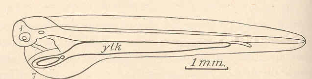 File:FMIB 40648 Conger Eel - Outline of a larva.jpeg