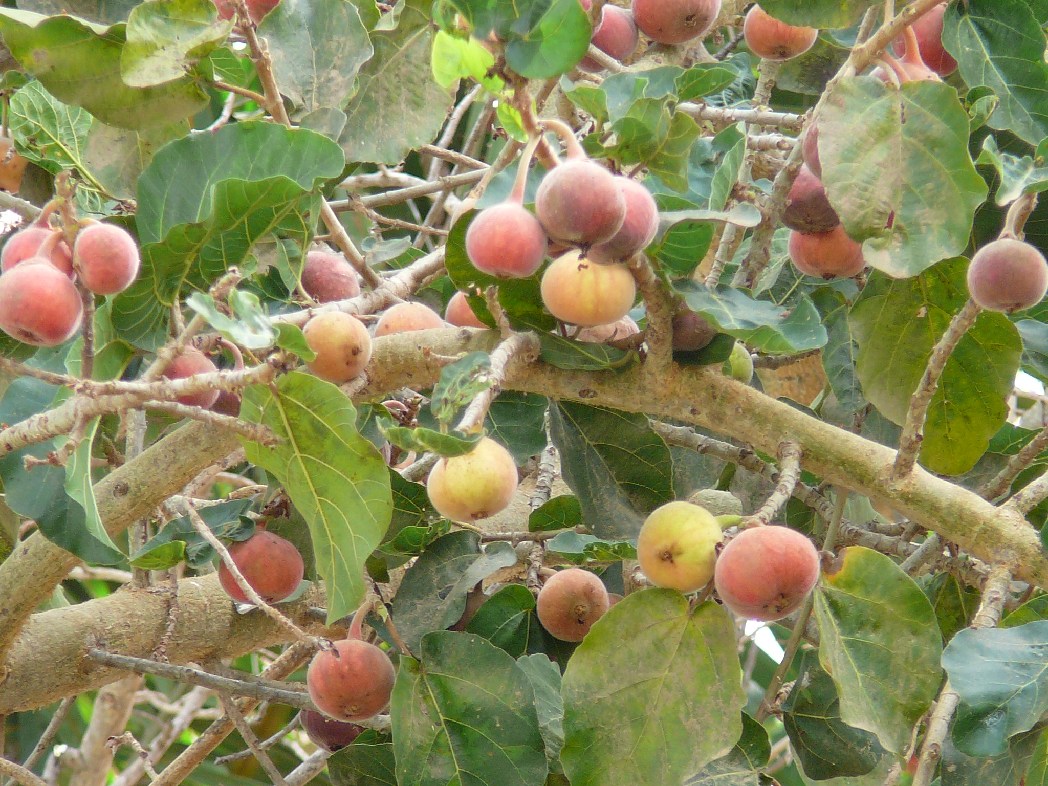 Плодове от смокиново дърво, годни за консумация