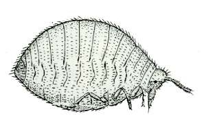 <i>Geoica lucifuga</i> Species of true bug