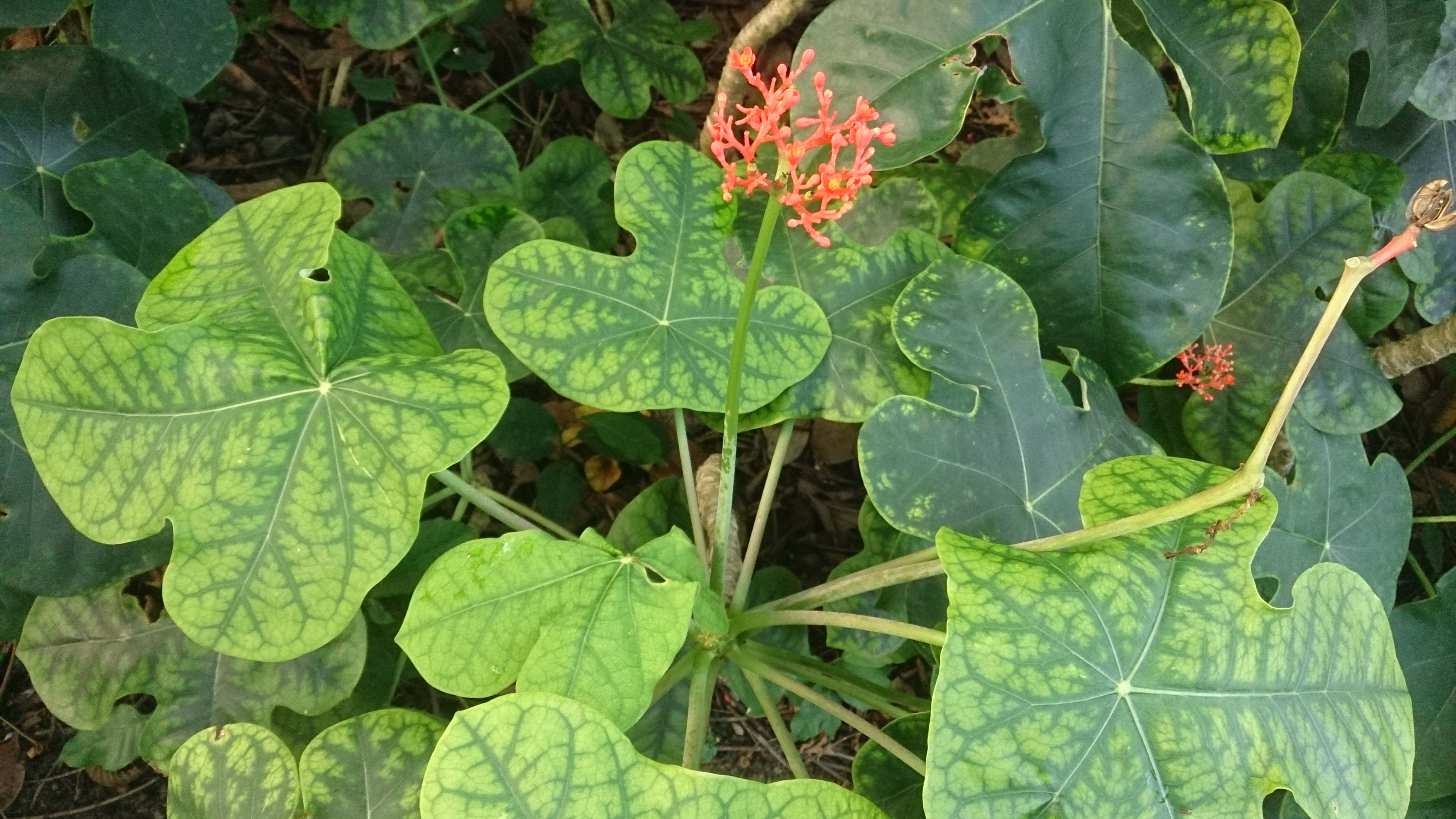 philippine ginseng plant