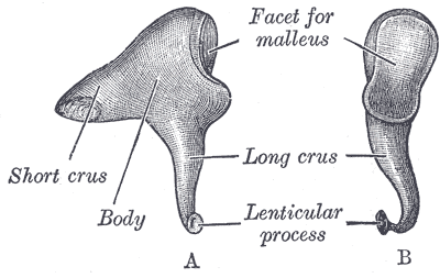 Ossicles - Wikipedia