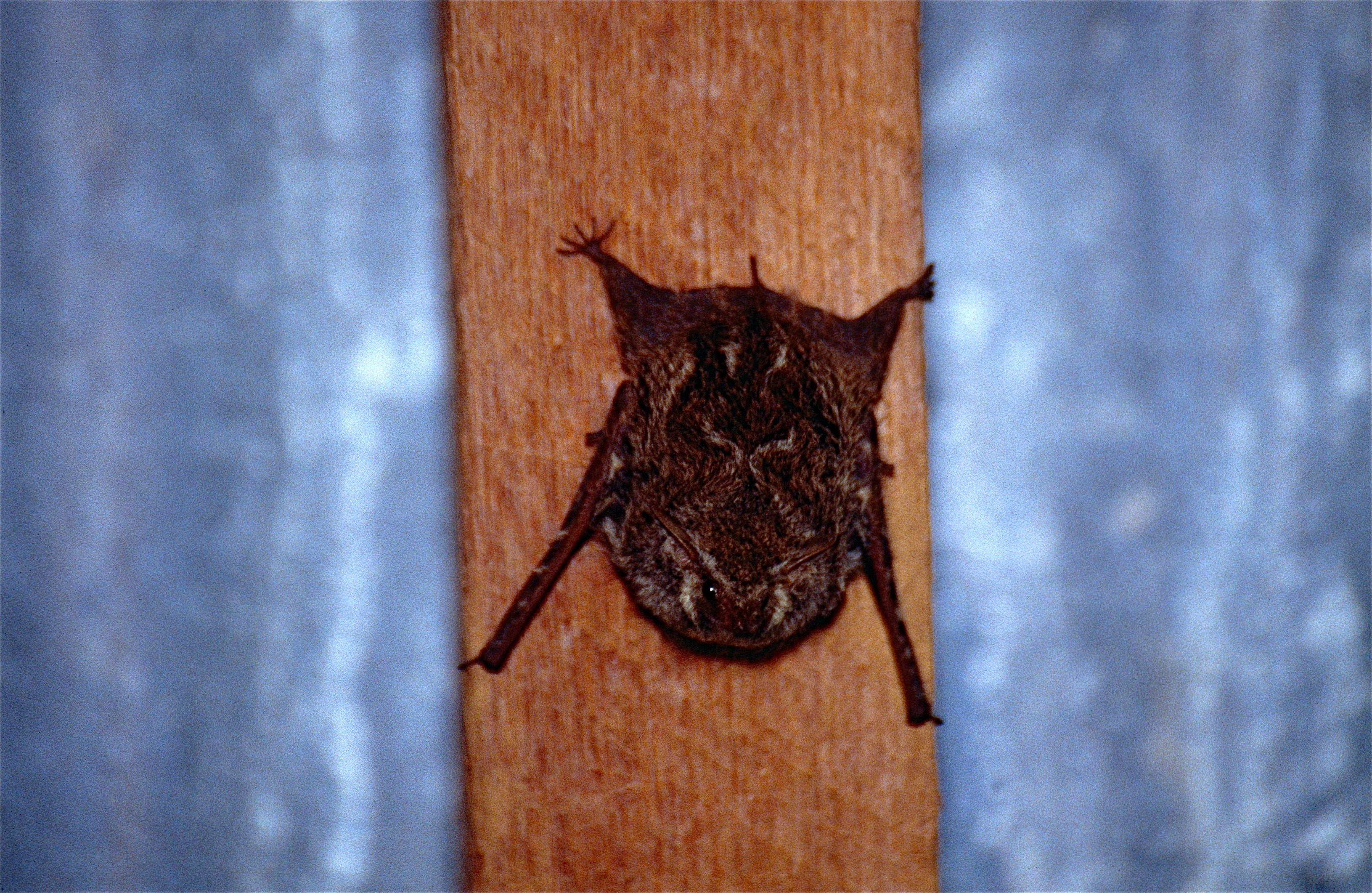 Greater Sac-winged Bat (Saccopteryx bilineata) under a roof (10509541554).jpg