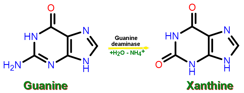 Xanthine synthesis from guanine Guanine-xanthine.png