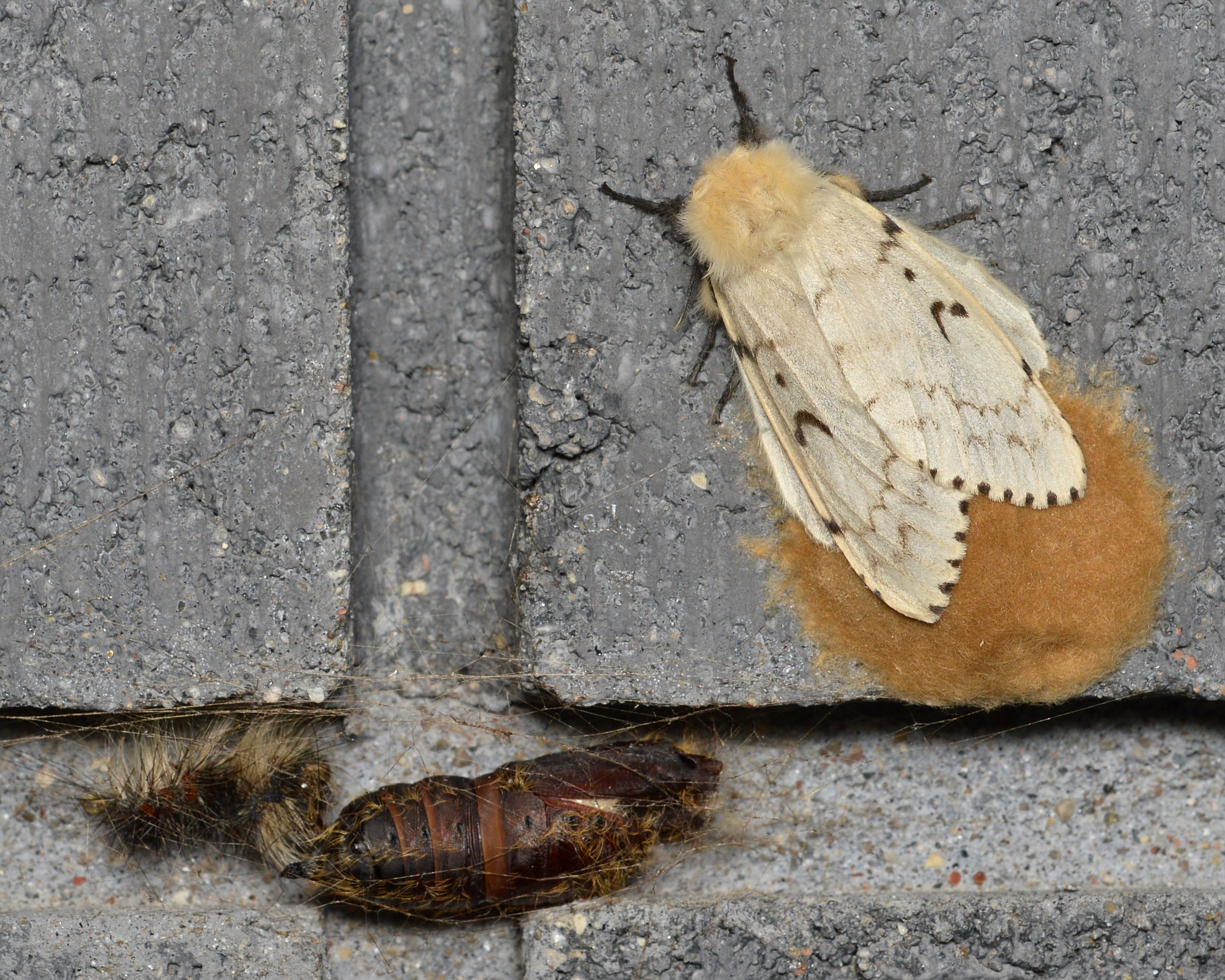 Флер шелкопряд. Непарный шелкопряд Lymantria dispar. Gypsy Moth. Lymantria Moth. Куколка непарного шелкопряда.