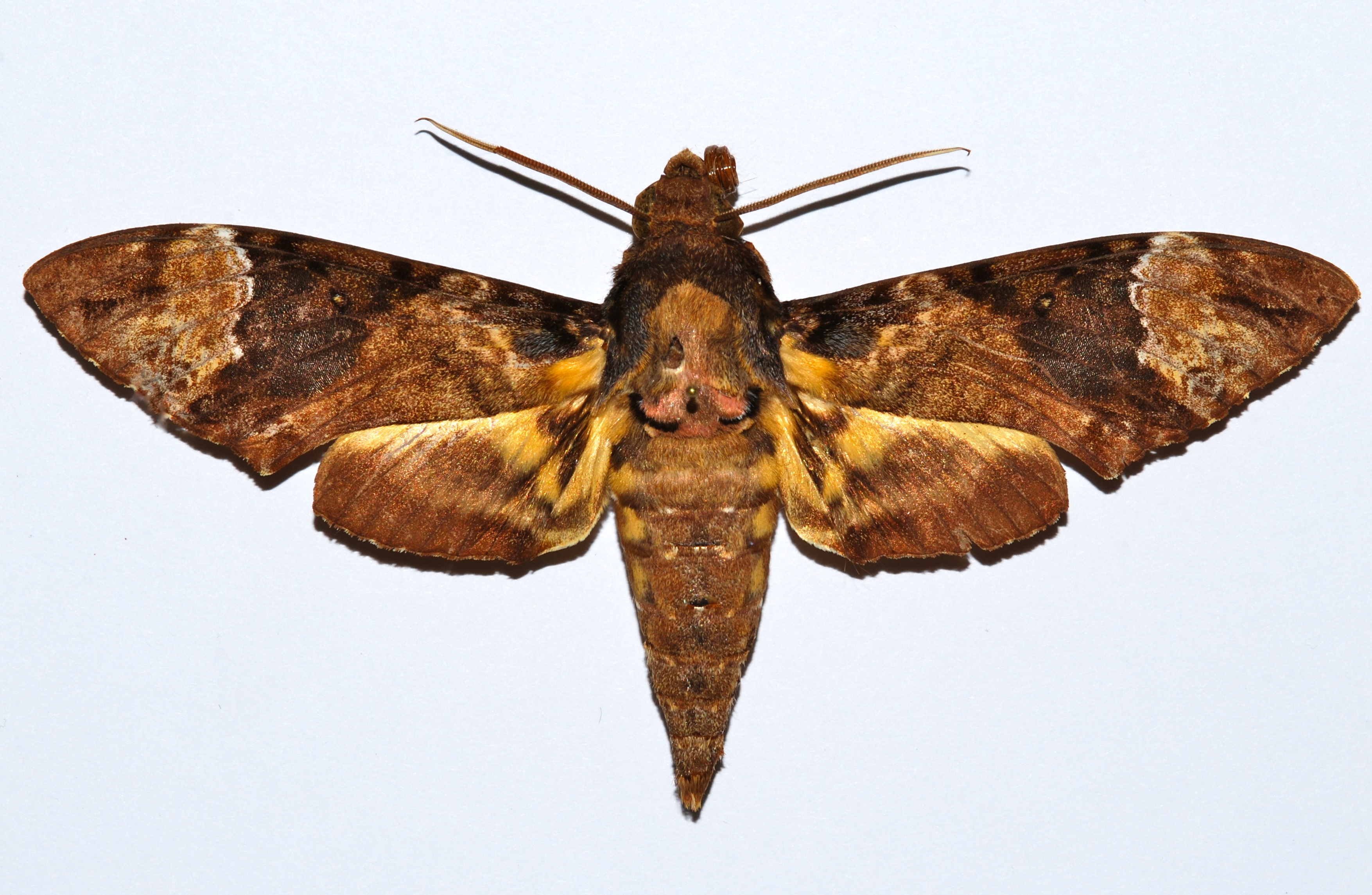 Hawkmoth (Coelonia solani) (8562881562).jpg