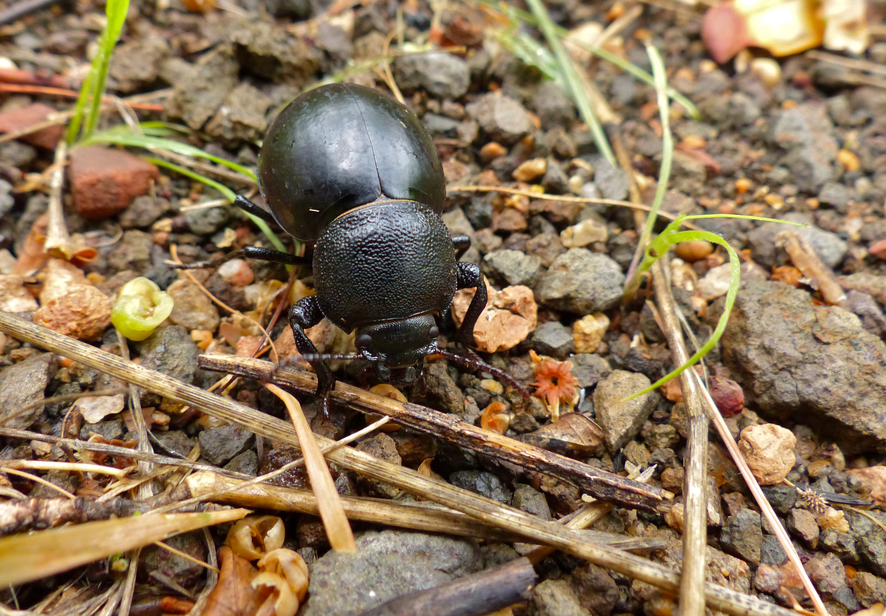 Helmet Tok-tokkie (Phanerotomea virago) (11687964285).jpg