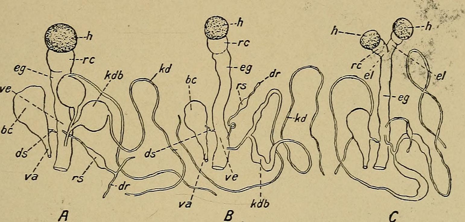 File:Heredity and sex (1913) (14780751045).jpg - Wikimedia Commons
