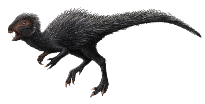 File:Heterodontosaurus restoration transparent.png