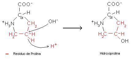 File:Hidroxilación prolina.jpg