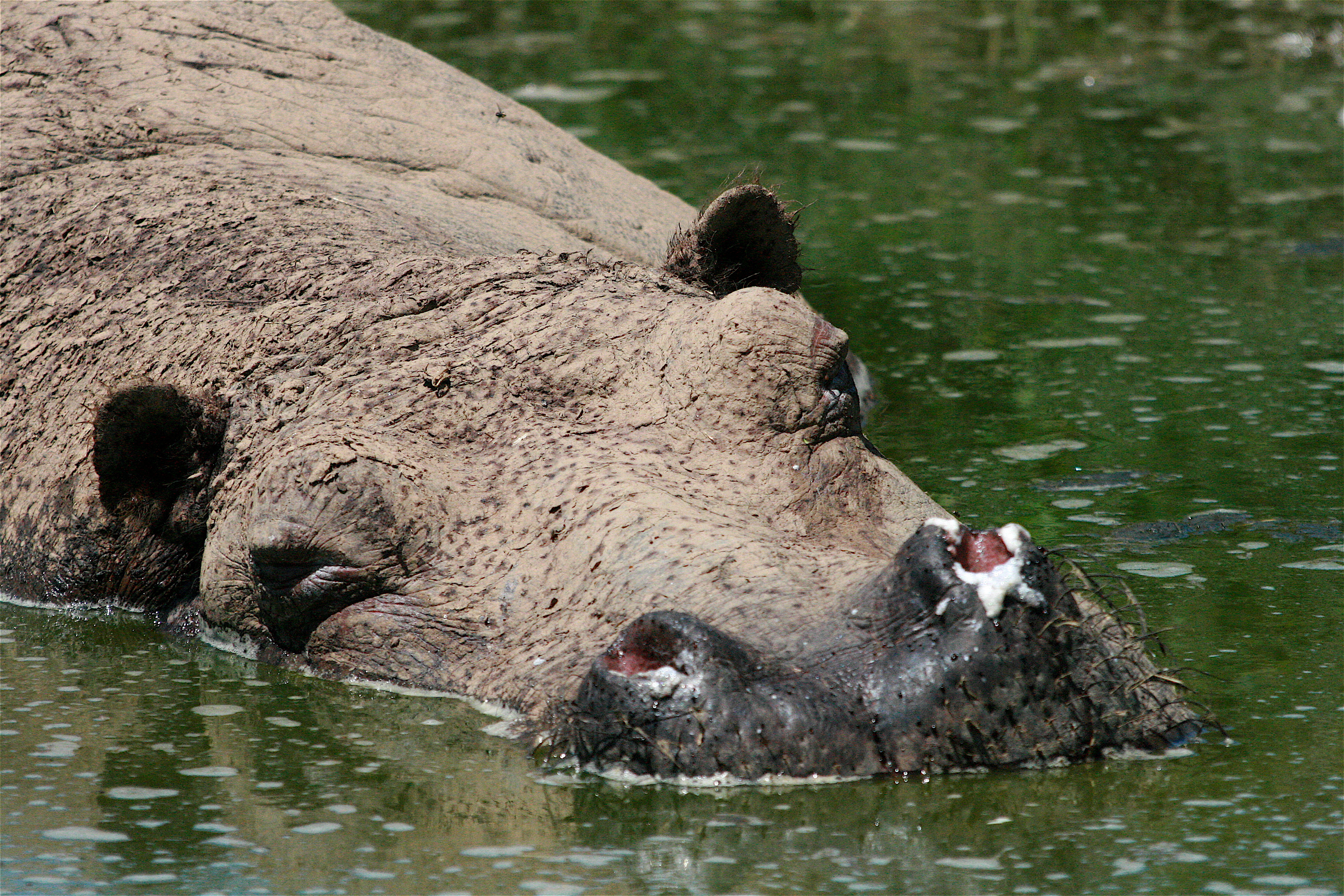 Норта hippo. Hippopotamus amphibius.