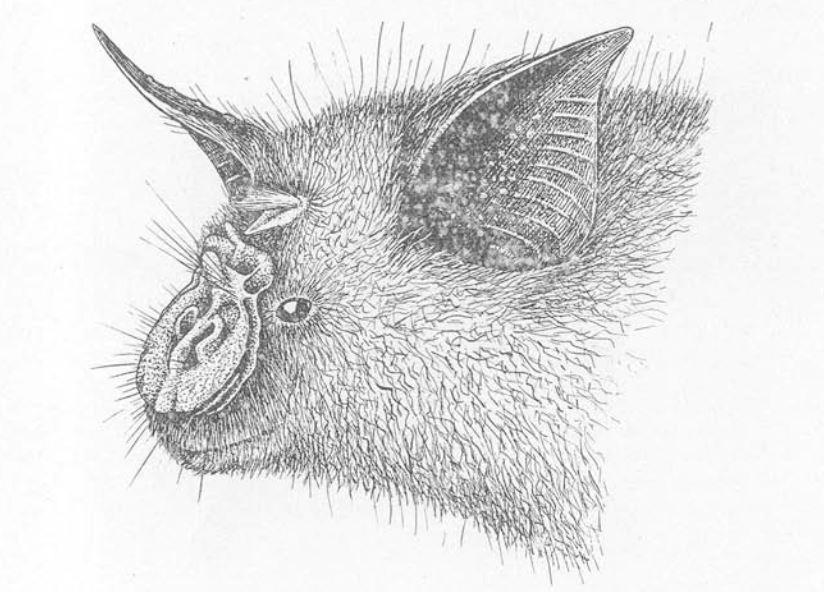 The average litter size of a Cyclops roundleaf bat is 1