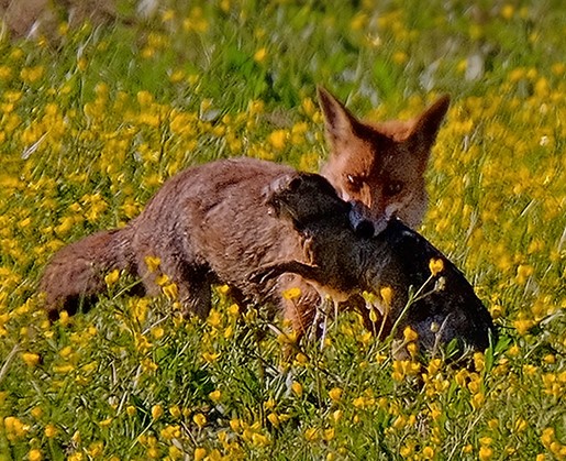 File:Hunting prey (cropped).jpg