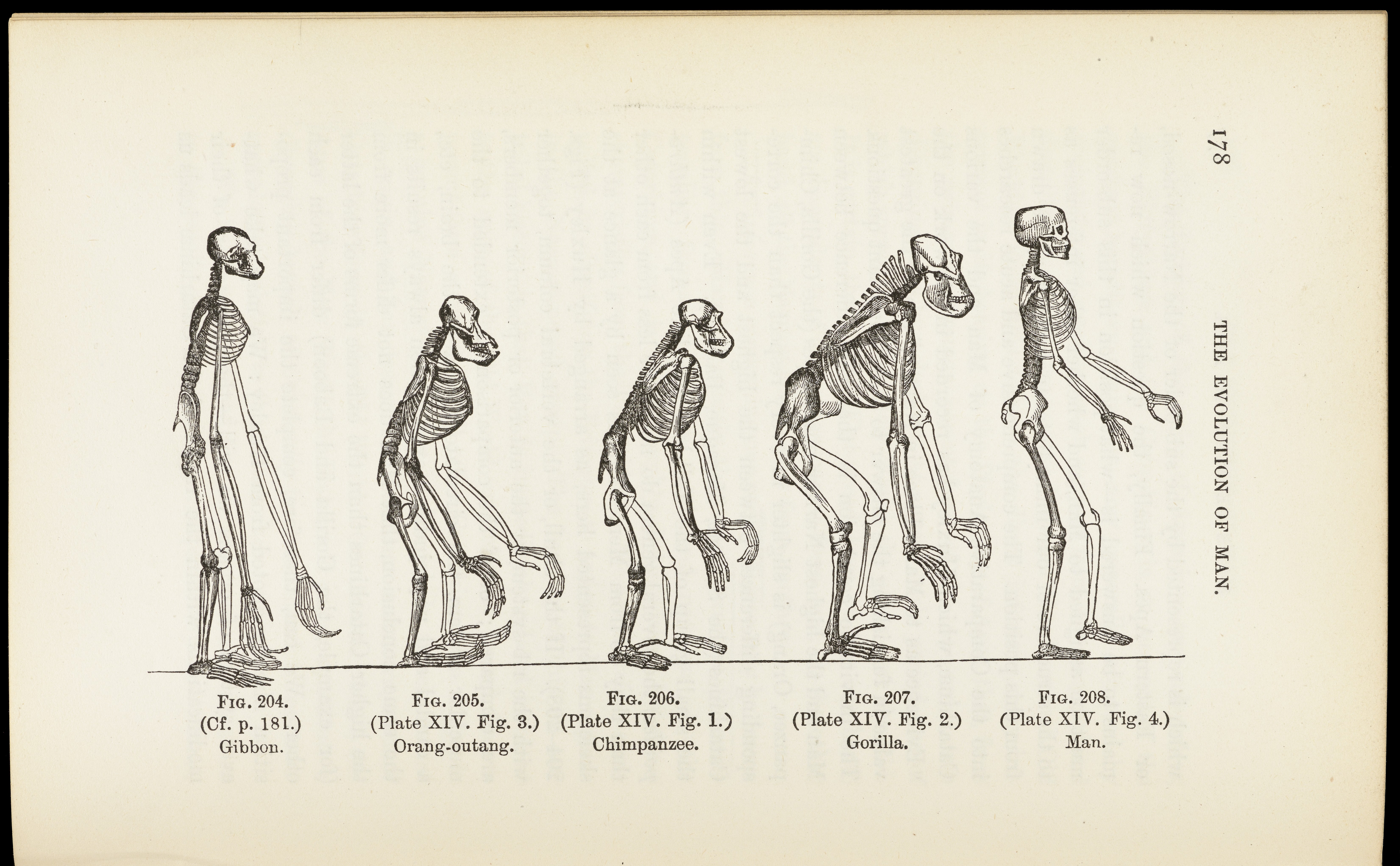 Эволюционирует ли человек. Человек от обезьяны до человека. Эволюция. Эволюция иллюстрация. Плакат Эволюция человека.