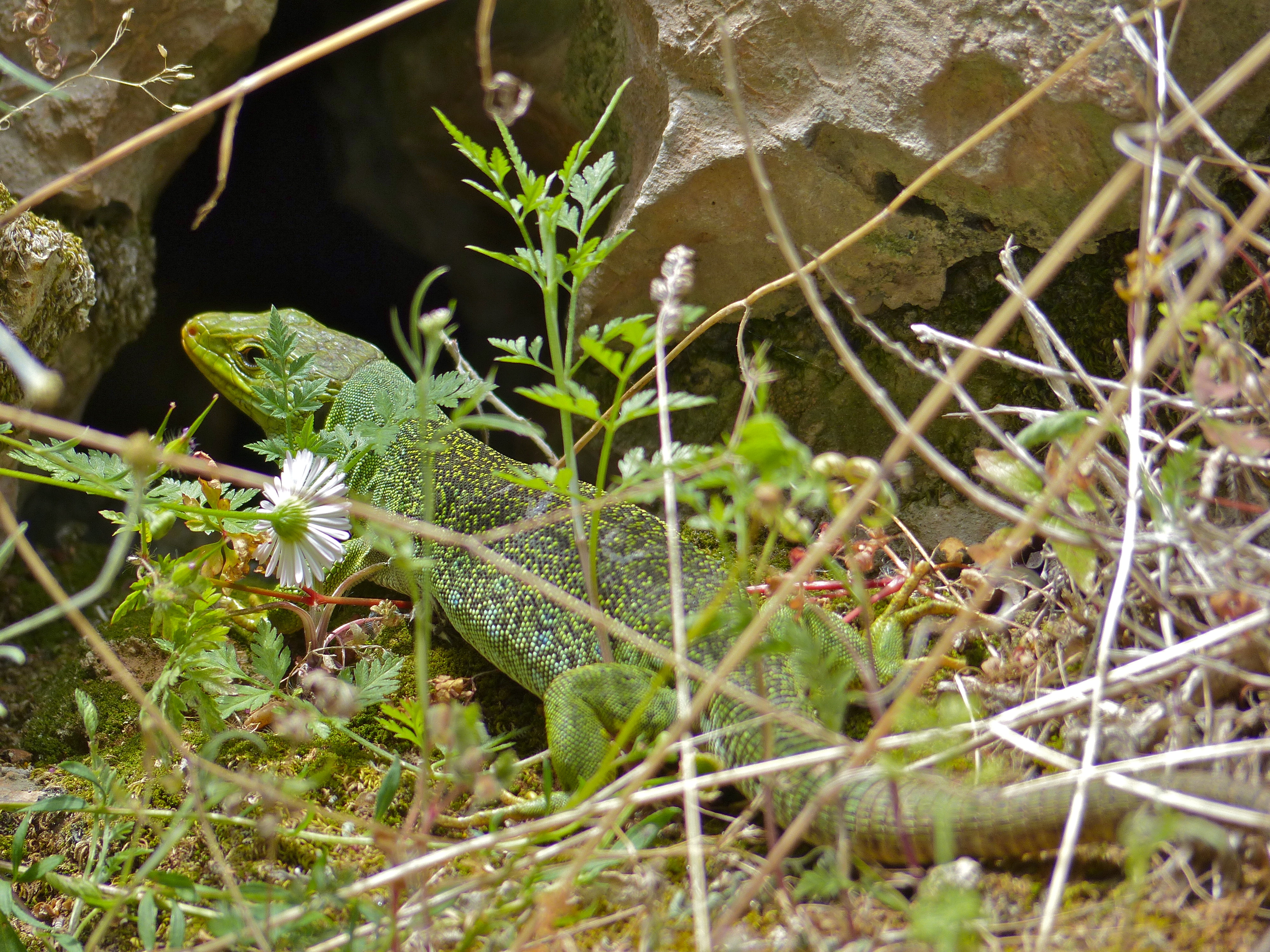 Jewelled Lizard (Timon lepidus) female in front of its hole (14152262847).jpg