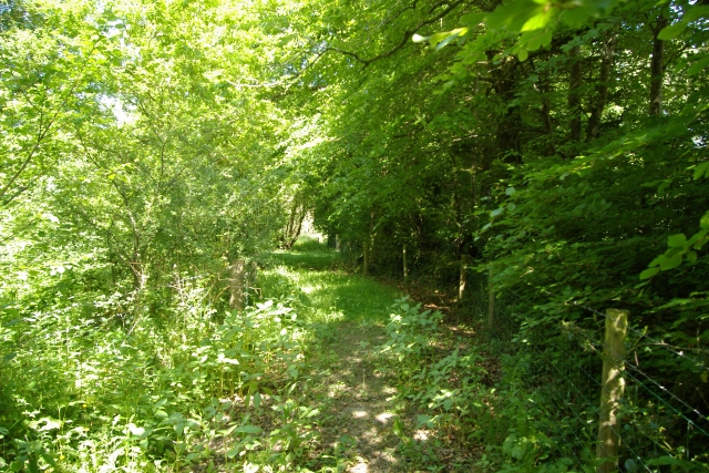 File:Leafy track, Coombe, near Landrake - geograph.org.uk - 179854.jpg