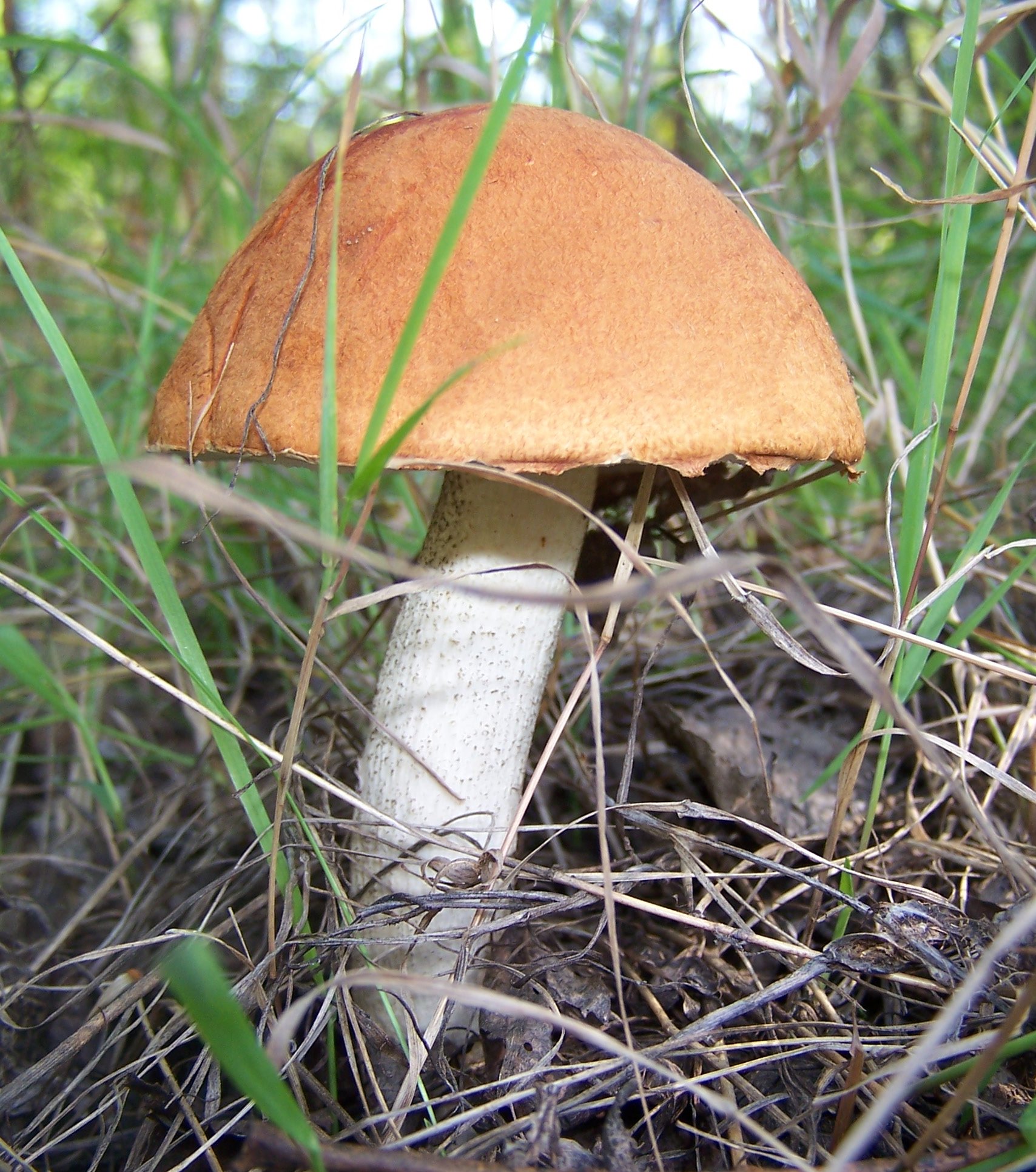 Трубчатые грибы поганки. Подосиновик красный (Leccinum aurantiacum). Подосиновик обабок. Подосиновик белый. Бледный подосиновик.