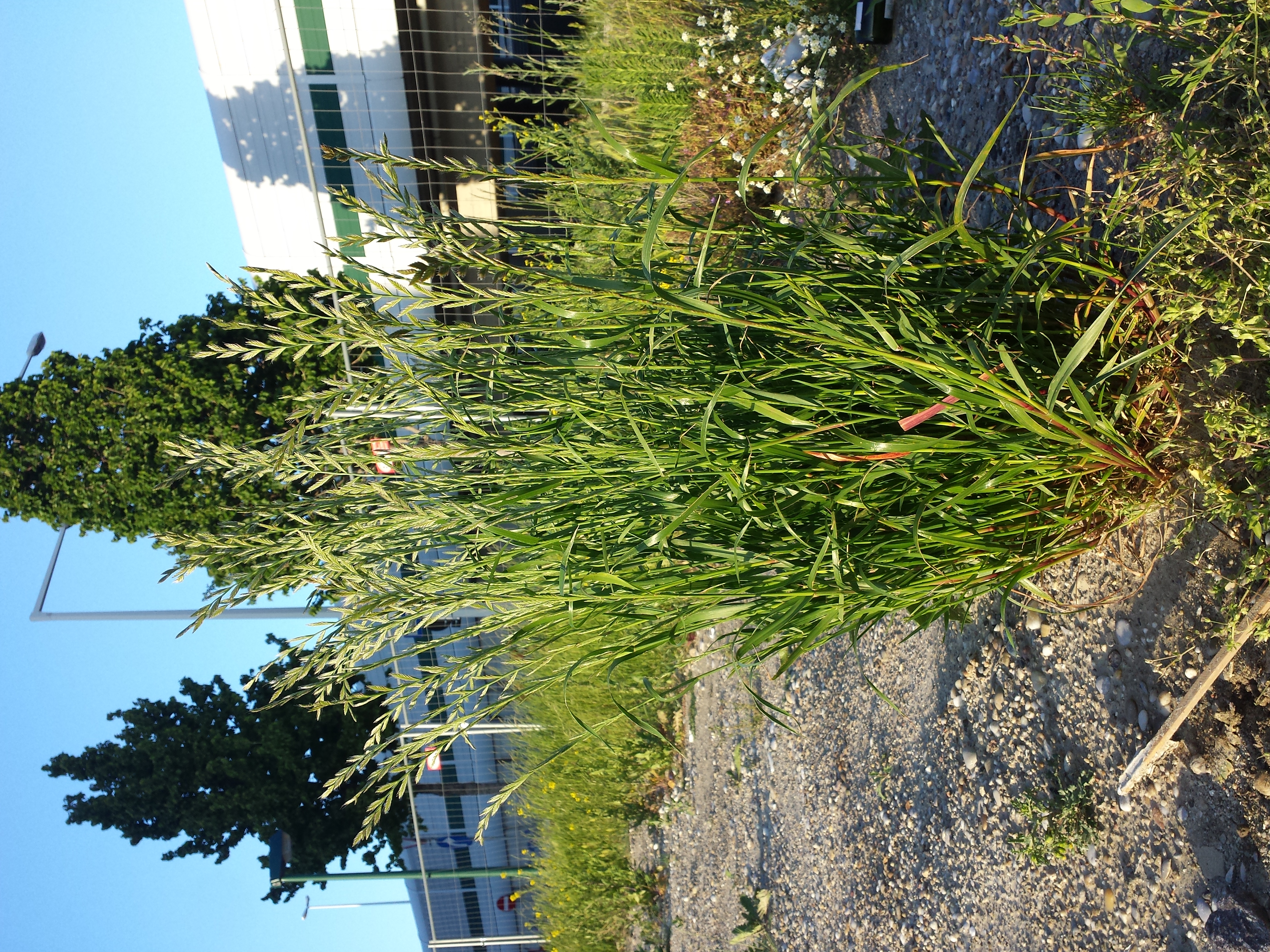 単子葉植物の茎の外部構造