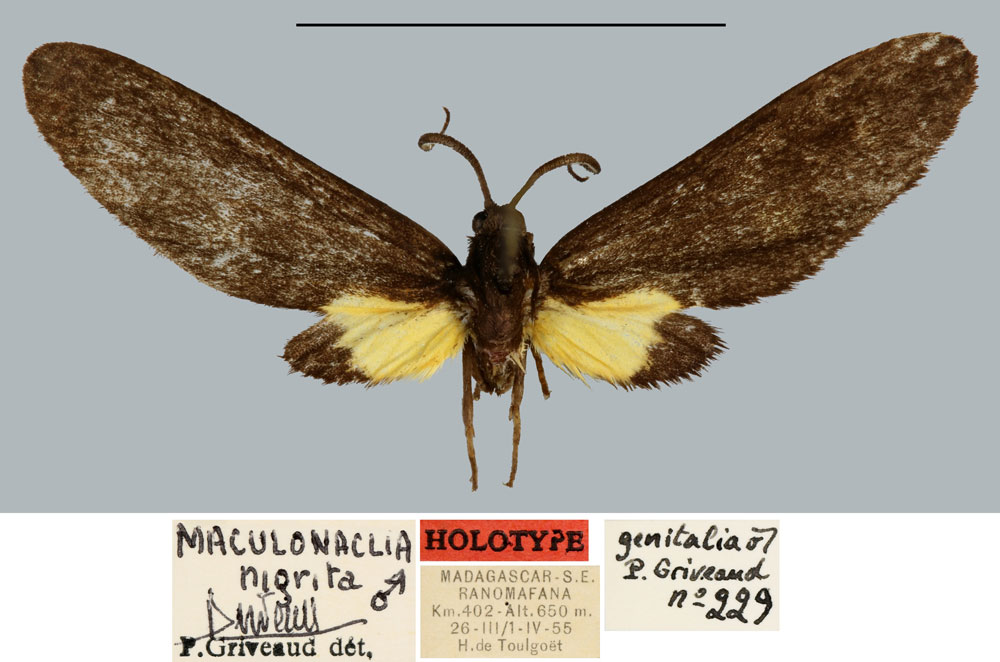 Maculonaclia Nigrita