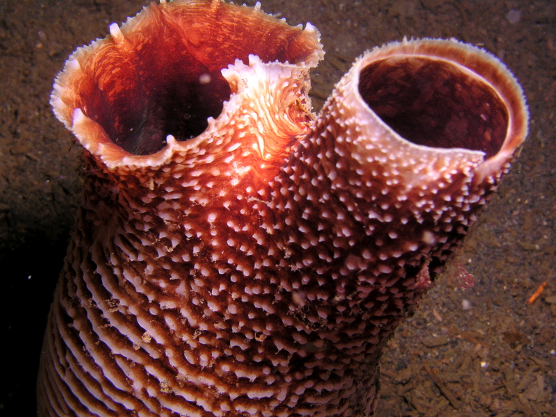 File:Marine Mollusc (50672450173).jpg