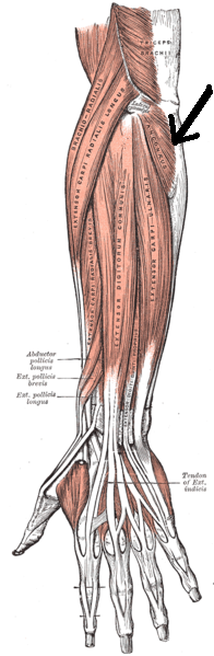 File:Musculusanconeus.png