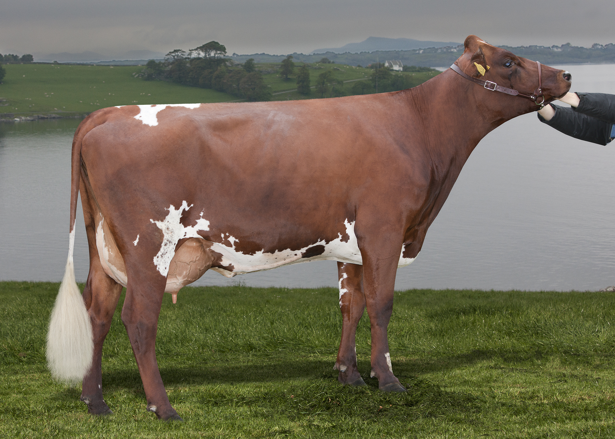 dairy cattle breeds