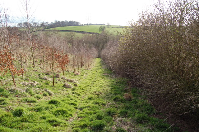 File:Plantation - geograph.org.uk - 157268.jpg