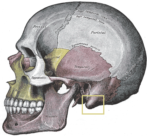 Protrusion At The Base Of The Skull - Flashcard